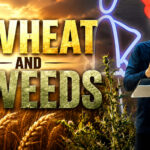 The Wheat and The Weeds